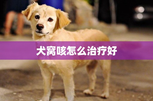 犬窩咳怎么治療好