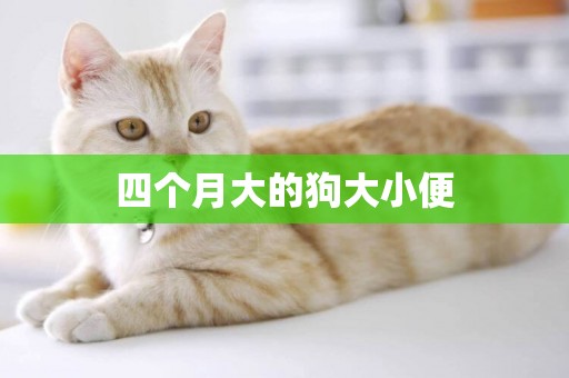 四個月大的狗大小便