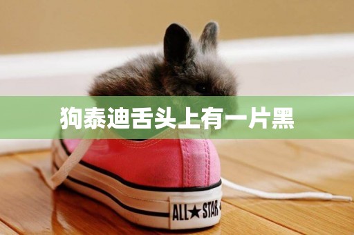 狗泰迪舌頭上有一片黑