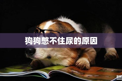 狗狗憋不住尿的原因