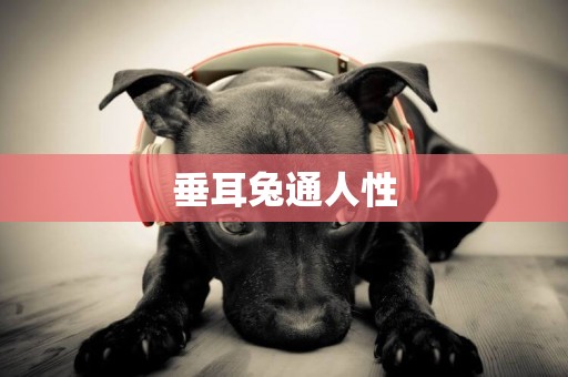 垂耳兔通人性