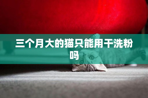 三個月大的貓只能用干洗粉嗎