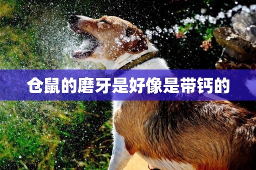 倉鼠的磨牙是好像是帶鈣的