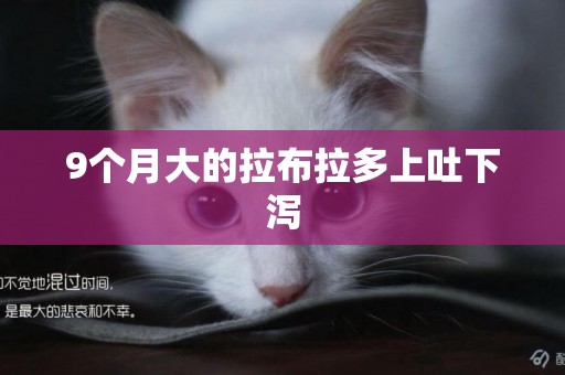 9個月大的拉布拉多上吐下瀉