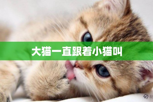 大貓一直跟著小貓叫