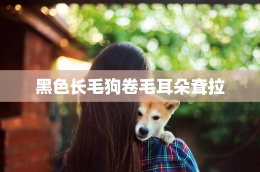 黑色長毛狗卷毛耳朵耷拉