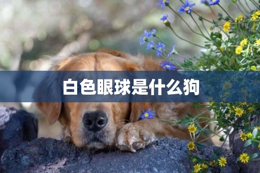 白色眼球是什么狗