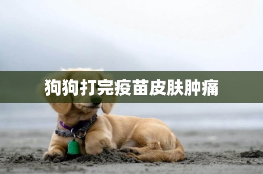 狗狗打完疫苗皮膚腫痛