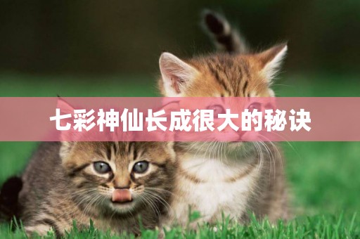 七彩神仙長成很大的秘訣