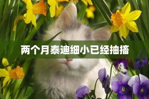 兩個月泰迪細小已經抽搐