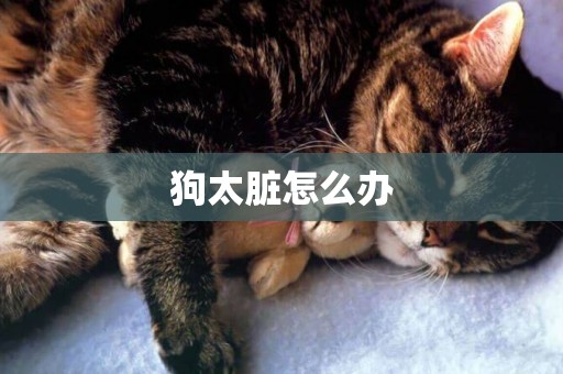 狗太臟怎么辦