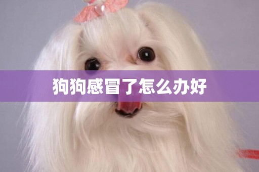 狗狗感冒了怎么辦好