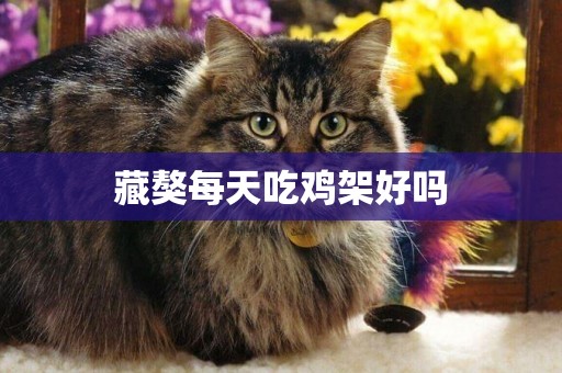 藏獒每天吃雞架好嗎