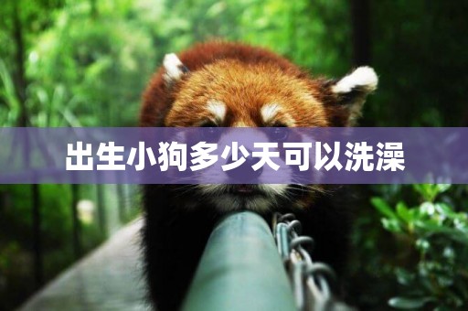 出生小狗多少天可以洗澡