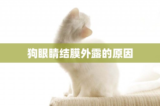 狗眼睛結膜外露的原因