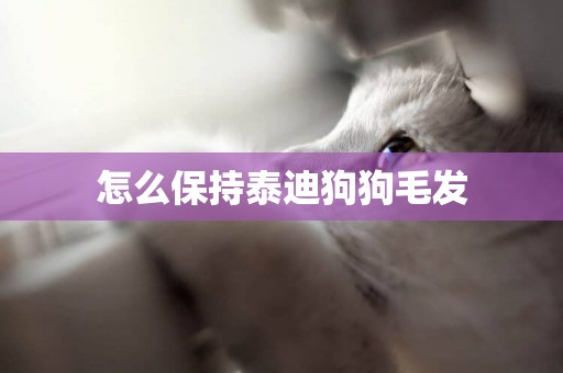 怎么保持泰迪狗狗毛發