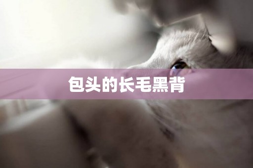 包頭的長毛黑背