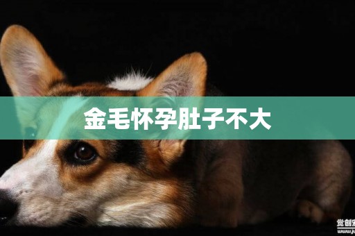金毛懷孕肚子不大