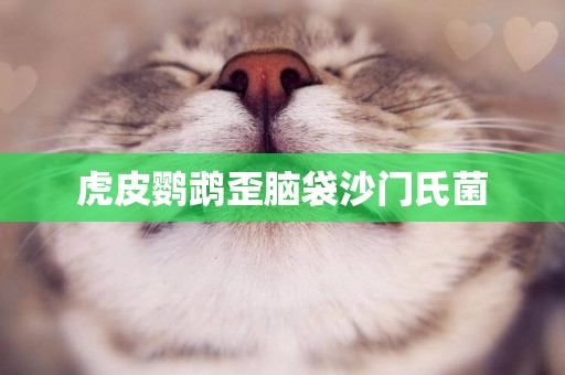 虎皮鸚鵡歪腦袋沙門氏菌