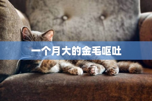一個月大的金毛嘔吐
