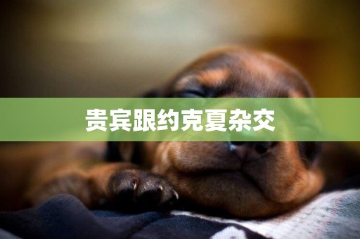 貴賓跟約克夏雜交
