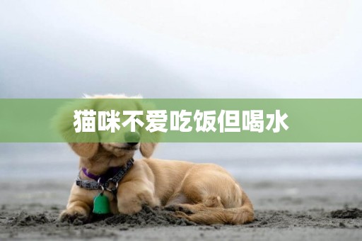 貓咪不愛吃飯但喝水