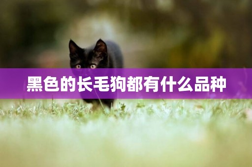 黑色的長毛狗都有什么品種