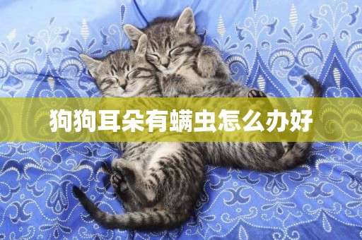 狗狗耳朵有螨蟲怎么辦好