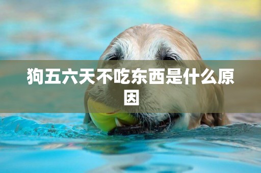 狗五六天不吃東西是什么原因