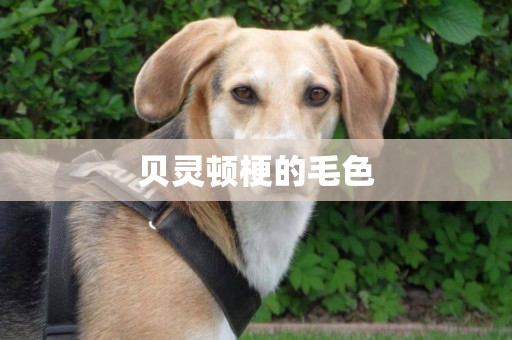 貝靈頓梗的毛色