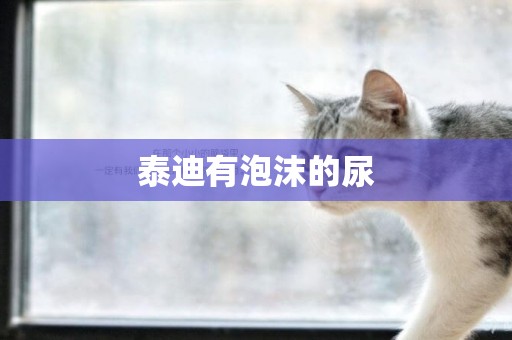 泰迪有泡沫的尿