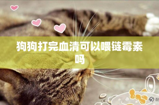 狗狗打完血清可以喂鏈霉素嗎