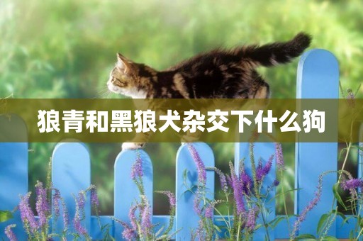 狼青和黑狼犬雜交下什么狗