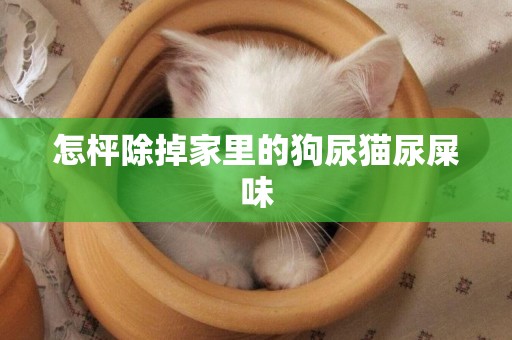 怎枰除掉家里的狗尿貓尿屎味