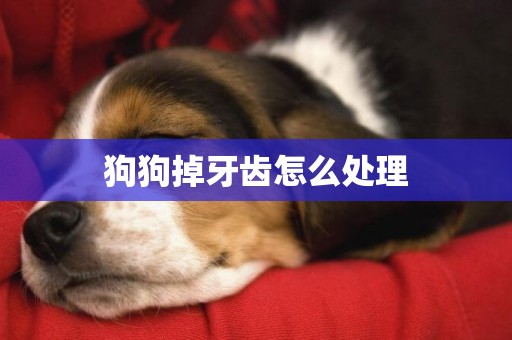 狗狗掉牙齒怎么處理