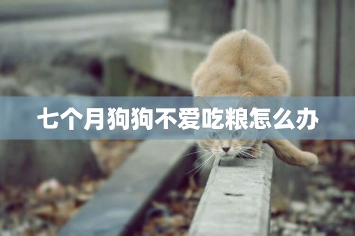 七個月狗狗不愛吃糧怎么辦