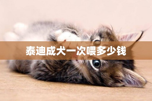 泰迪成犬一次喂多少錢