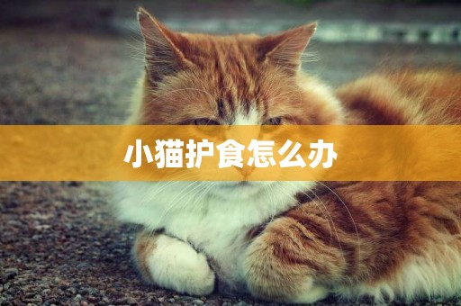 小貓護食怎么辦