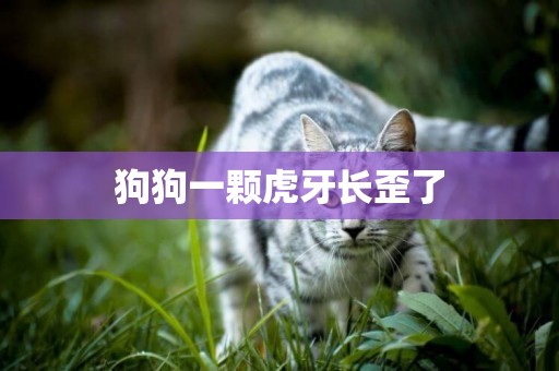 狗狗一顆虎牙長歪了