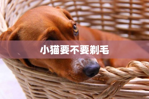 小貓要不要剃毛