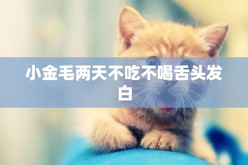 小金毛兩天不吃不喝舌頭發白