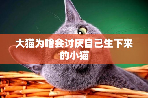 大貓為啥會討厭自己生下來的小貓
