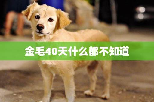 金毛40天什么都不知道