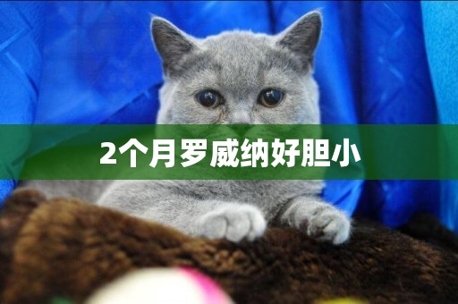 2個月羅威納好膽小
