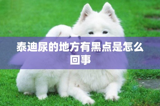 泰迪尿的地方有黑點是怎么回事