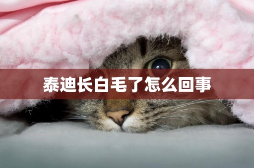 泰迪長白毛了怎么回事