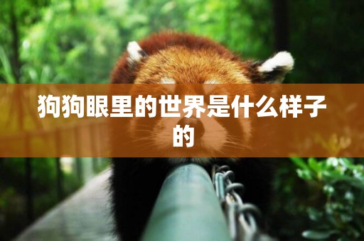 狗狗眼里的世界是什么樣子的