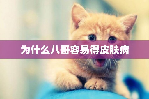 為什么八哥容易得皮膚病