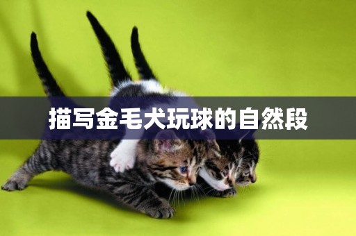 描寫金毛犬玩球的自然段