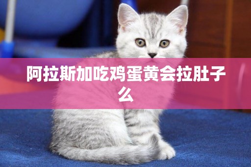 阿拉斯加吃雞蛋黃會拉肚子么